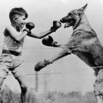 бокс с собакой