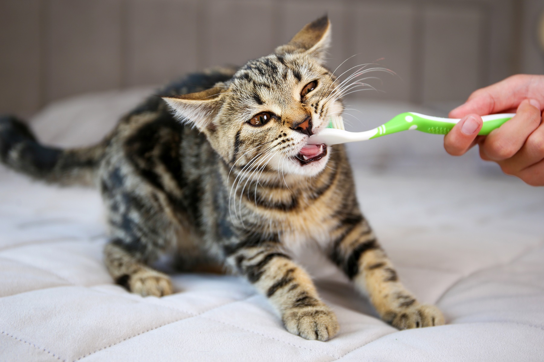 кошка