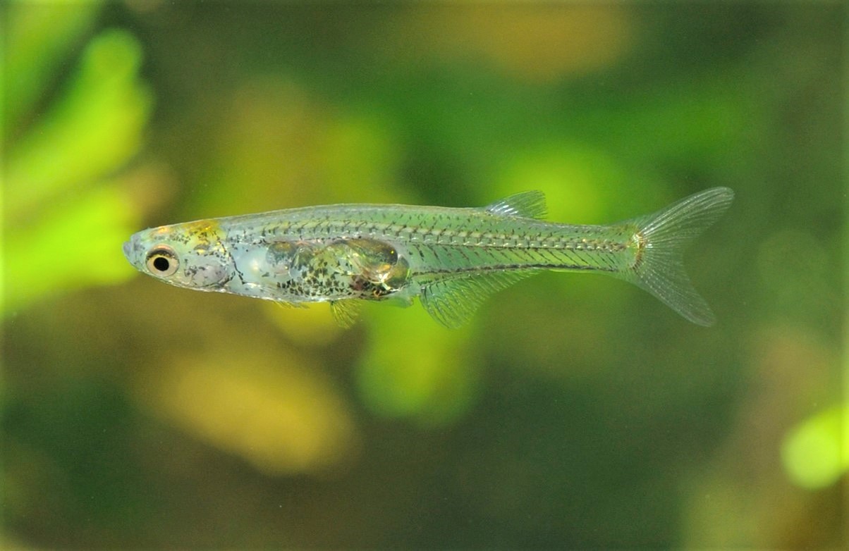 Danionella cerebrum рыба