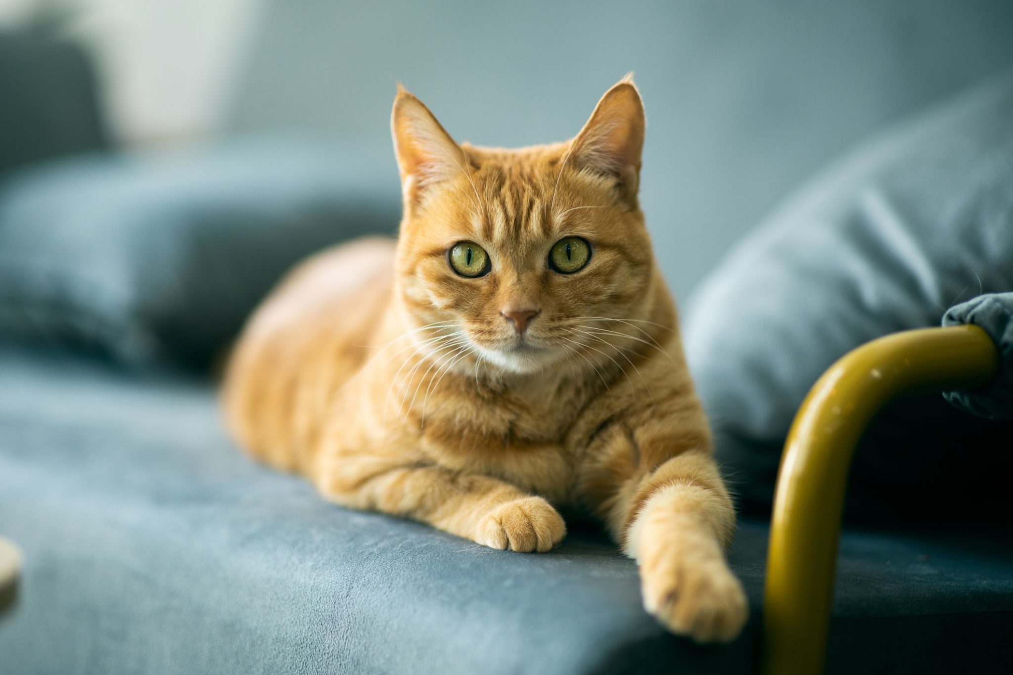 кошка